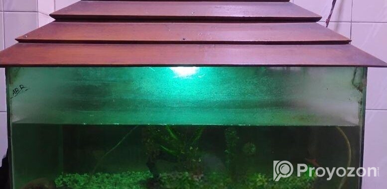 Fish aquarium / মাছের একুরিয়াম