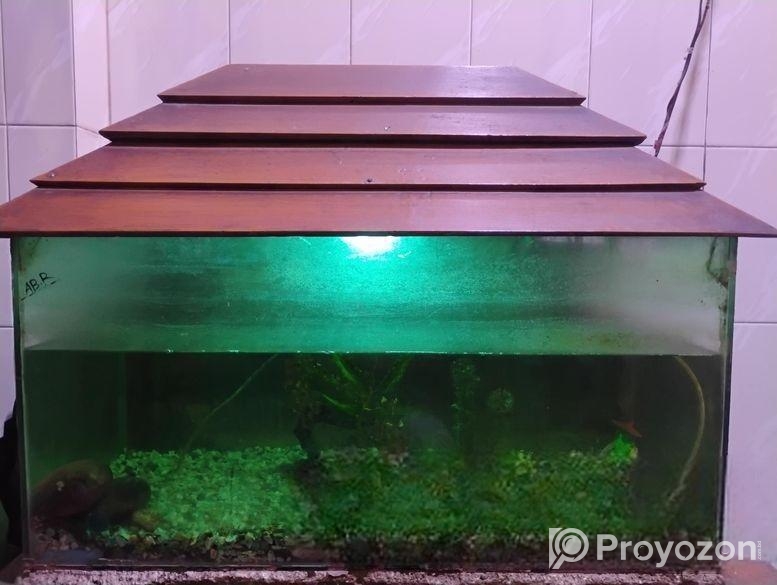 Fish aquarium / মাছের একুরিয়াম
