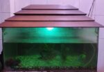 Fish aquarium / মাছের একুরিয়াম