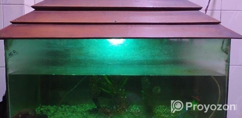 Fish aquarium / মাছের একুরিয়াম