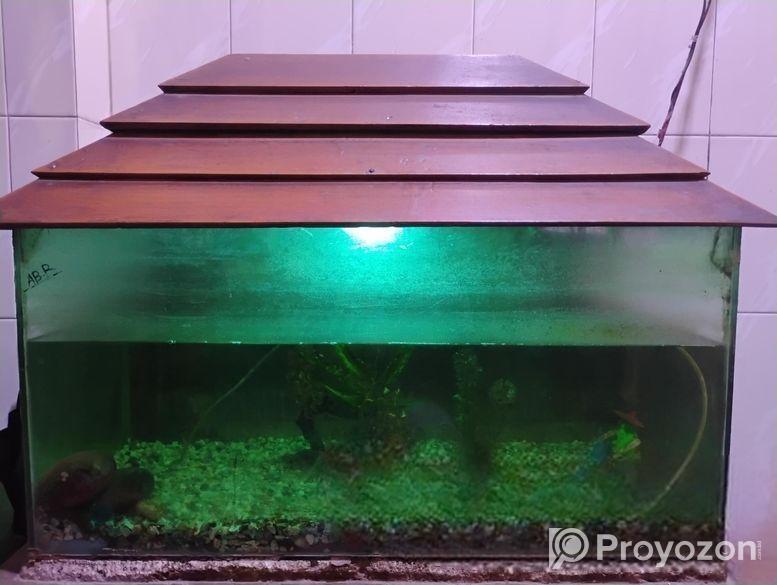 Fish aquarium / মাছের একুরিয়াম