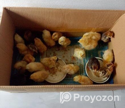 incubator মুরগির বাচ্চা ফুটানোর মেশিন।