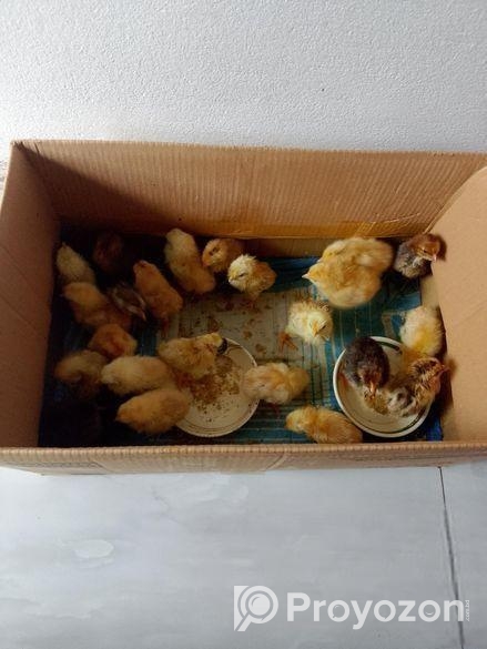 incubator মুরগির বাচ্চা ফুটানোর মেশিন।