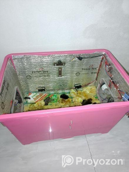 incubator মুরগির বাচ্চা ফুটানোর মেশিন।