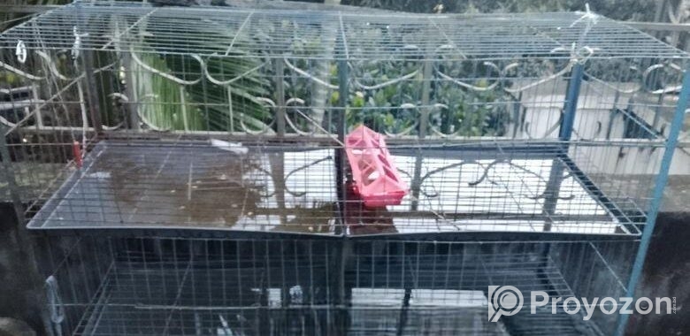 Pigeon case