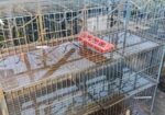 Pigeon case