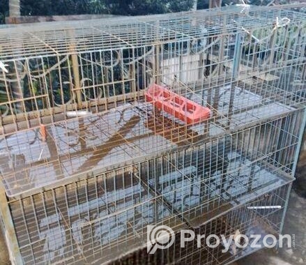 Pigeon case