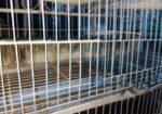 Pigeon case
