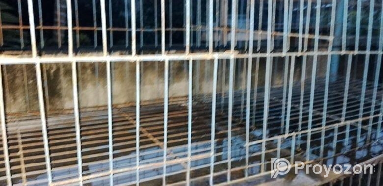 Pigeon case