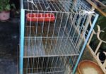 Pigeon case