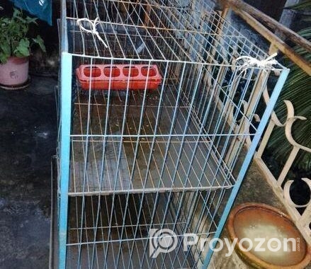 Pigeon case