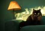 Parisian cat