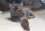Parisian cat