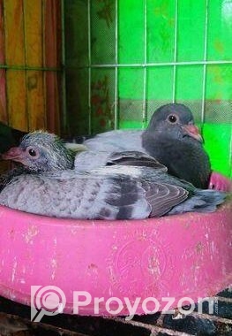 সবজি রেসার ও মাক্সি বেবি