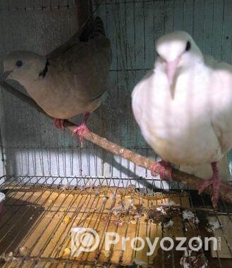 Running Australian White Dove