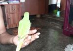 পাখি বিক্রি হবে