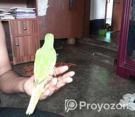 পাখি বিক্রি হবে