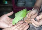 পাখি বিক্রি হবে