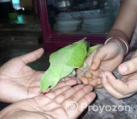 পাখি বিক্রি হবে