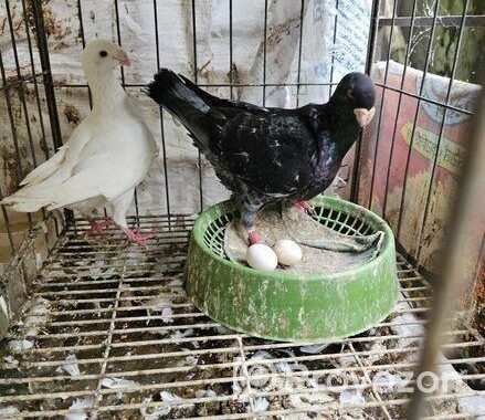 জার্মান বিউটি হোমার কবুতর
