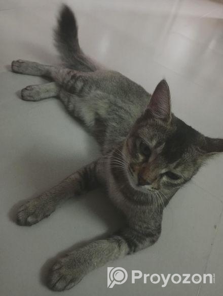 বেঙ্গল ক্যাট ক্রস পারসিয়ান