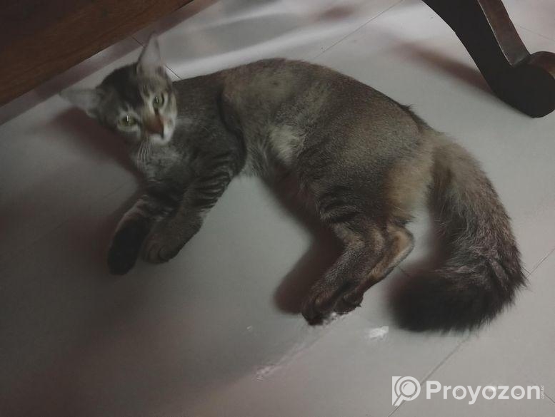 বেঙ্গল ক্যাট ক্রস পারসিয়ান