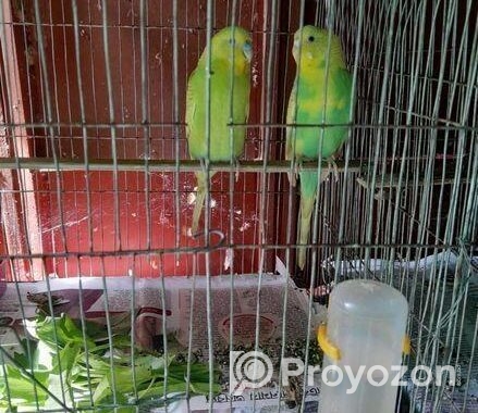 Bird Sell