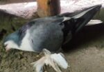 সিরাজ নর ও দেশি মাদি কবুতর।