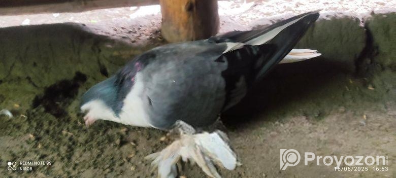 সিরাজ নর ও দেশি মাদি কবুতর।