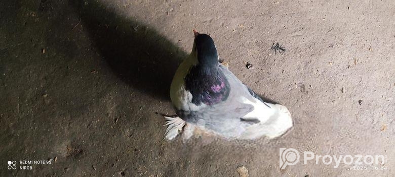 সিরাজ নর ও দেশি মাদি কবুতর।