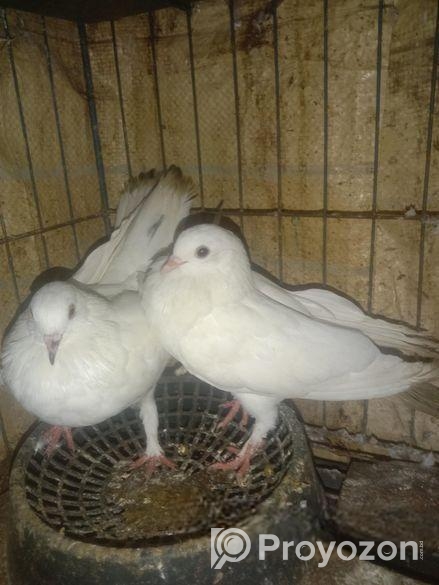 কাকজি কবুতর