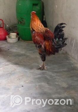 আমেরিকান ব্রাহামা