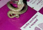 Rupar Ring