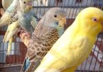 বাজিগর পাখি ( Budgerigar bird )
