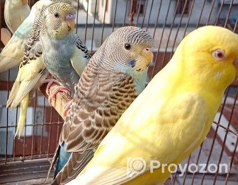 বাজিগর পাখি ( Budgerigar bird )