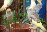 বাজিগর পাখি ( Budgerigar bird )