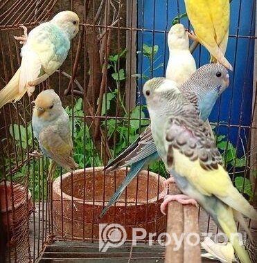 বাজিগর পাখি ( Budgerigar bird )