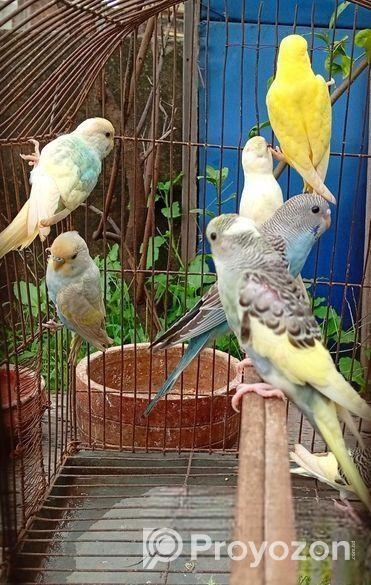 বাজিগর পাখি ( Budgerigar bird )