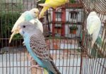 বাজিগর পাখি ( Budgerigar bird )