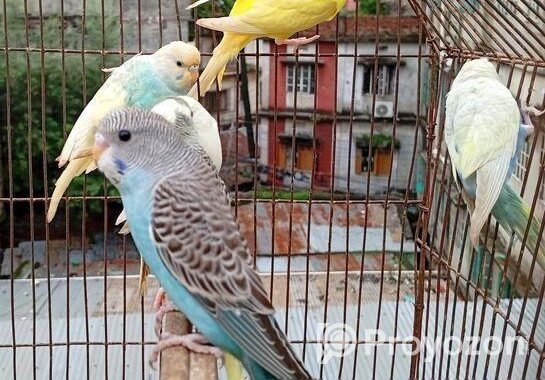 বাজিগর পাখি ( Budgerigar bird )