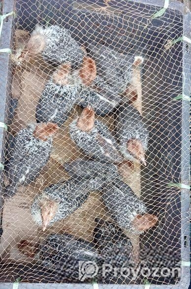 ১মাস বয়সী ফাউমি মুরগির বাচ্চা