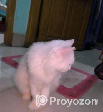 Persian Male Cat