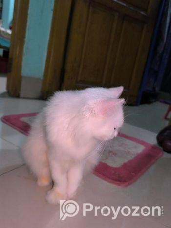 Persian Male Cat
