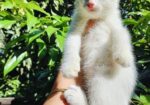 Cat Sell