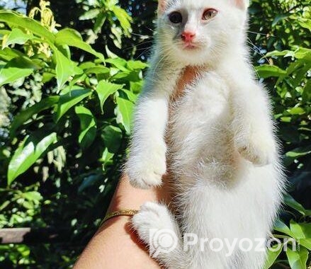 Cat Sell