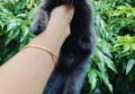 Cat Sell