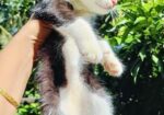 Cat Sell