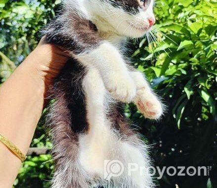 Cat Sell