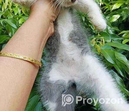 cat Sell