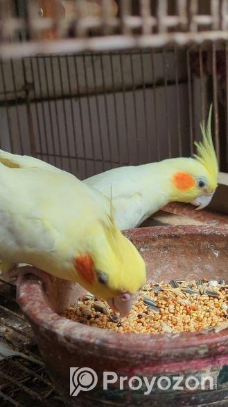 Lutino Cocktail Pair